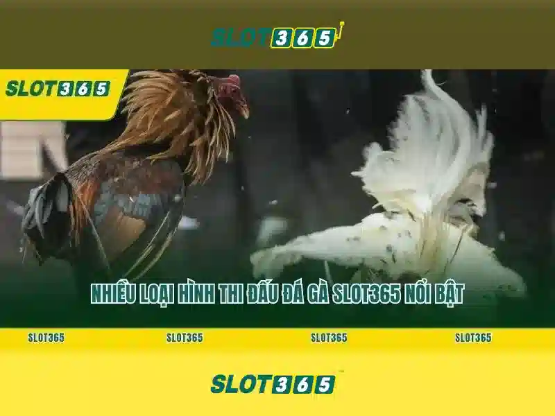 Slot365: Nền tảng trò chơi xèng trực tuyến đáng tin cậy Giao diện nhà cái hoàn hảo
