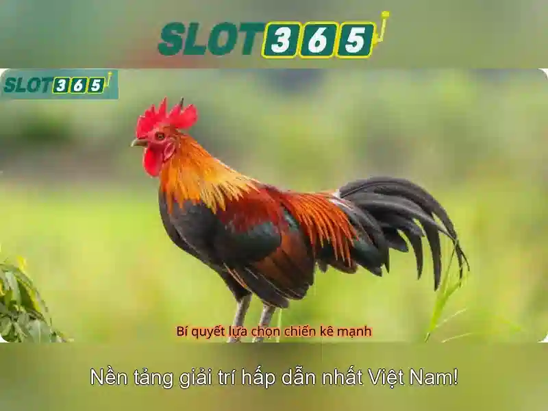 app slot365 – Chủ đề tổng quan và giá trị cốt lõi